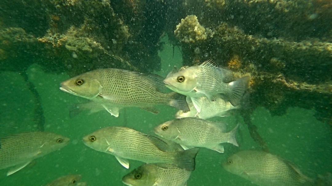 A school of snapper swimming past marine growth on an Eco Habitat under a dock